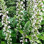 Acanthus Summer Beauty