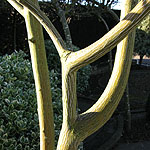 Acer davidii - Autumn Glory - Snake Bark Maple - 2nd Image