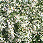 Aster ericoides - Aster Daisy