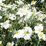 Anemone X hybrida - Honersine Jobert