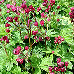 Astrantia Hadspen Blood