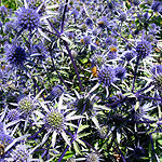 Eryngium planum - Blackappe - Eryngium - 2nd Image