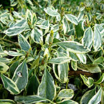 Euonymus fortunei - Silver Queen - 2nd Image