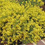 Genista lydia - Broom - 2nd Image