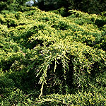 Juniperus X pfitzeriana - Pfitzeriana Aurea - Juniper