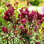 Origanum laevigatum - Herren Hausen - Origano, Origanum