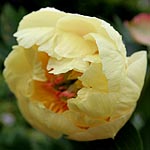 Paeonia - Garden Treasure - Peony, Paeonia - 2nd Image