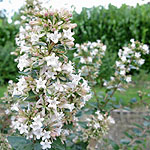 Abelia chinensis - Abelia