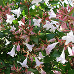 Abelia X grandiflora - Abelia