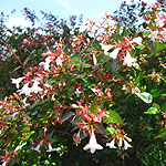 Abelia X grandiflora - Abelia - 2nd Image