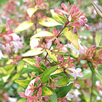 Abelia grandiflora - Goldsport - Abelia