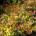 Abelia grandiflora - Goldsport - Abelia - 3rd Image