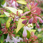 Abelia grandiflora - Goldsport - Abelia - 2nd Image