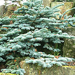 Abies procera - Glauca Prostata - Blue Fur