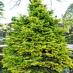 Abies nordmannianna - Golden Spreader - Golden spreading Fur - 2nd Image