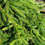 Picea abies - Reflexa - Weeping Norway Spruce, Picea - 2nd Image