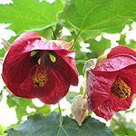 Abutilon - Nabob - Abutilon, Flowering Maple