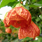 Abutilon - Pictum - Abutilon, Flowering Maple