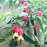 Abutilon megapotamicum - Wisley Red - Abutilon