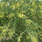 Acacia pravissima - ovens Wattle