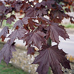 Acer platanoides - Crimson King - Purple Norway Maple