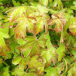 Acer Campestre - Field maple