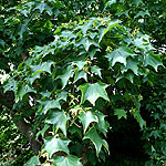 Acer cappadocicum - Cappadocian Maple
