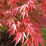 Acer palmatum - Chitoseyama