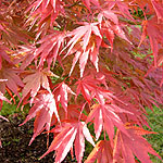 Acer palmatum - Chitoseyama - 2nd Image