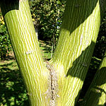 Acer davidii - Autumn Glory - Snake Bark Maple