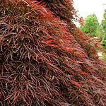 Acer palmatum - Dissectum Atropurpureum - Japanese Maple - 2nd Image