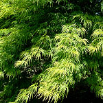Acer palmatum - Dissectum - Cut leaved Japanese maple - 2nd Image