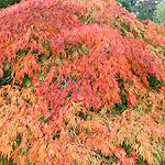 Acer palmatum - Dissectum - Cut leaved Japanese maple