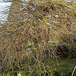 Acer palmatum - Dissectum - Cut leaved Japanese maple - 3rd Image