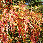 Acer palmatum - Dissectum Atropurpureum - Japanese Maple