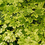 Acer  platanoides  - Drummondii