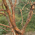 Acer griseum - Paper Bark Maple - 2nd Image