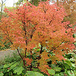 Acer griseum - Paper Bark Maple