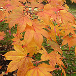 Acer palmatum - Ichigyoi - 2nd Image