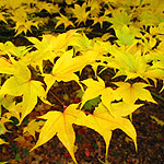 Acer palmatum - Ichigyoi - 3rd Image