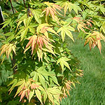 Acer palmatum - Jiro-Shidare - Japanese Maple - 2nd Image