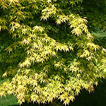 Acer palmatum - Katsura - Japanese maple - 2nd Image