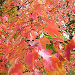 Acer rubrum - October Glory - Red Maple