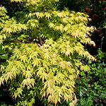 Acer  palmatum - Orange Dream