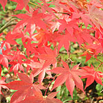 Acer palmatum - Osakazuki