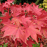 Acer palmatum - Osakazuki - 3rd Image