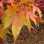 Acer palmatum - Osakazuki - 2nd Image