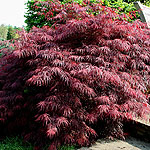 Acer  palmatum - Garneti
