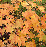 Acer palmatum - Ichigyoi