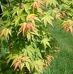 Acer palmatum - Jiro-Shidare - Japanese Maple